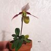 Paphiopedilum Canhii 